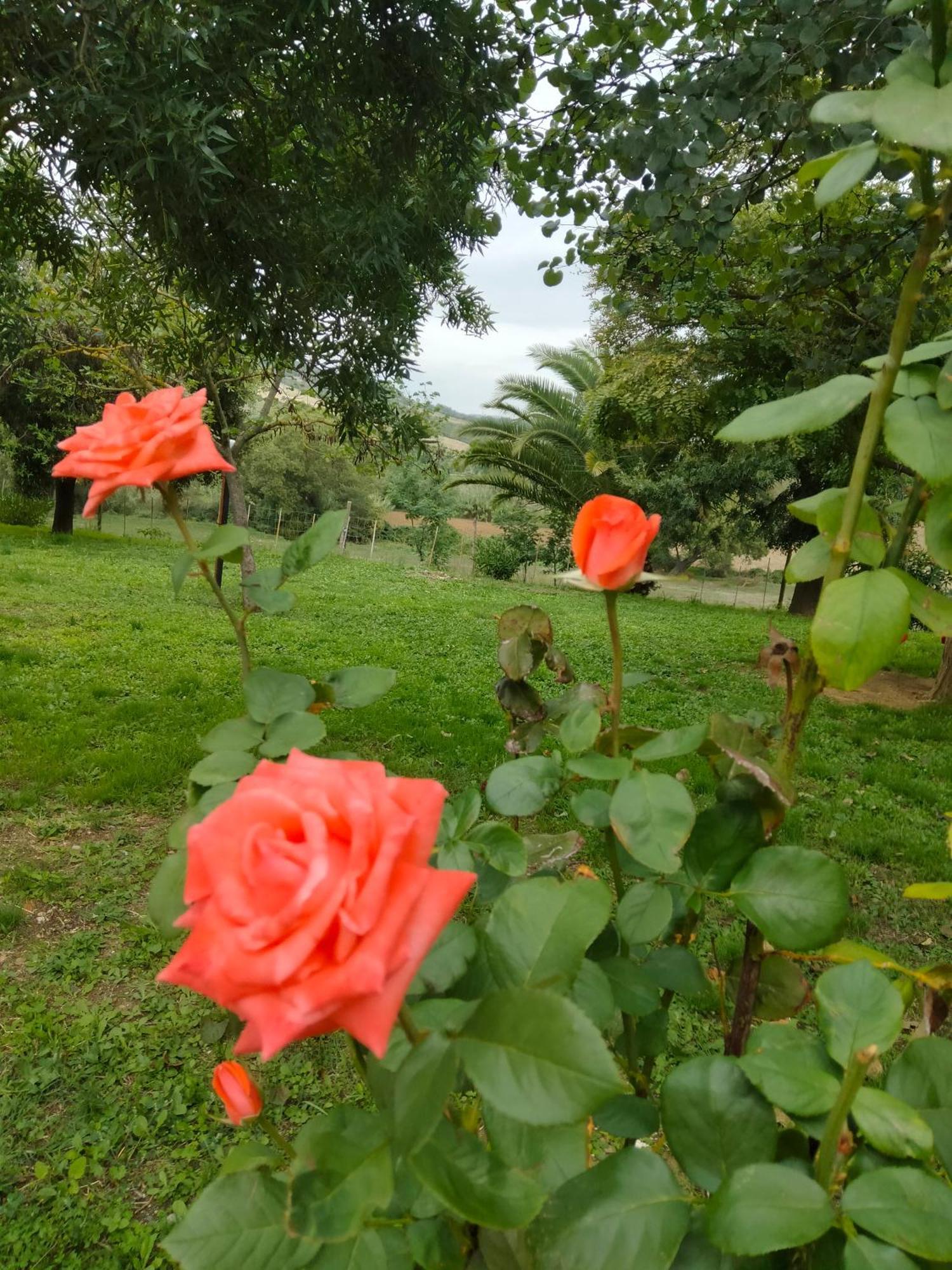 Agriturismo Da Remo Маляно ин Тоскана Екстериор снимка